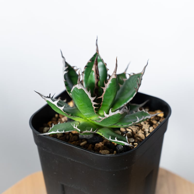 アガベ 姫ホリダ OC株 ベアルート Agave horrida 多肉植物 珍奇植物