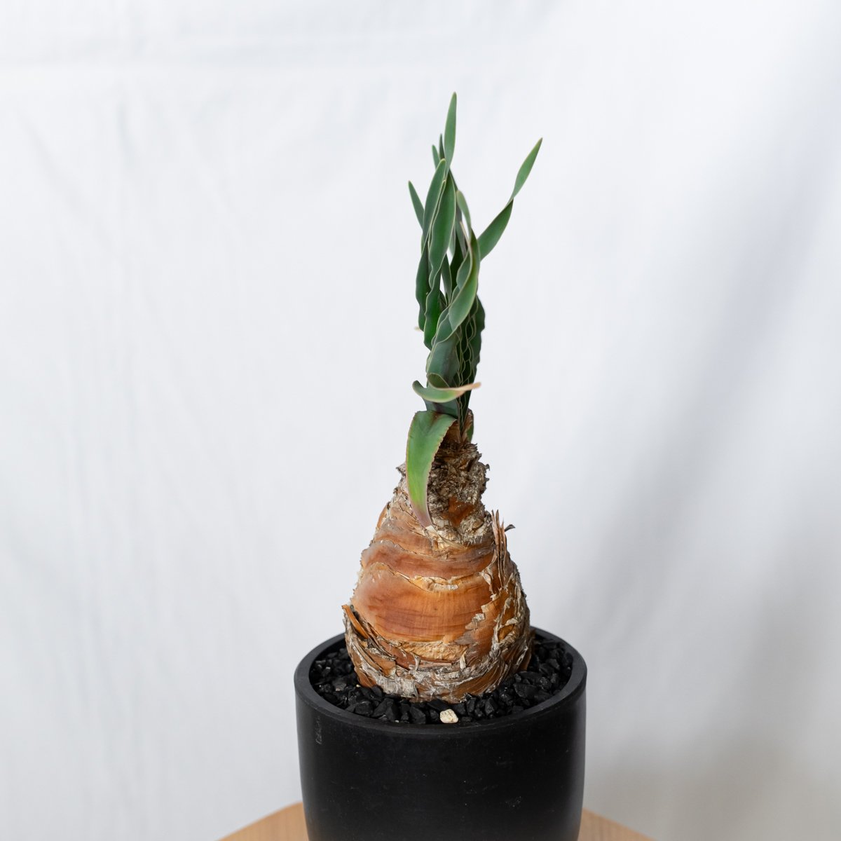 ブーファン ディスティチャ 実生 Boophane disticha 多肉植物 珍奇植物