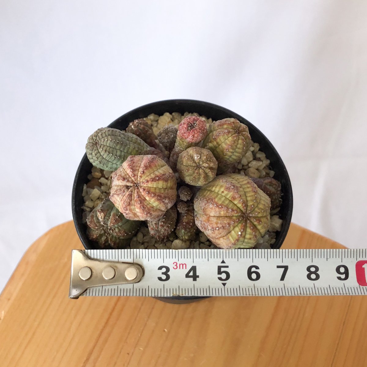 ユーフォルビア オベサ カエスピトーサ Euphorbia obesa Caespitosa