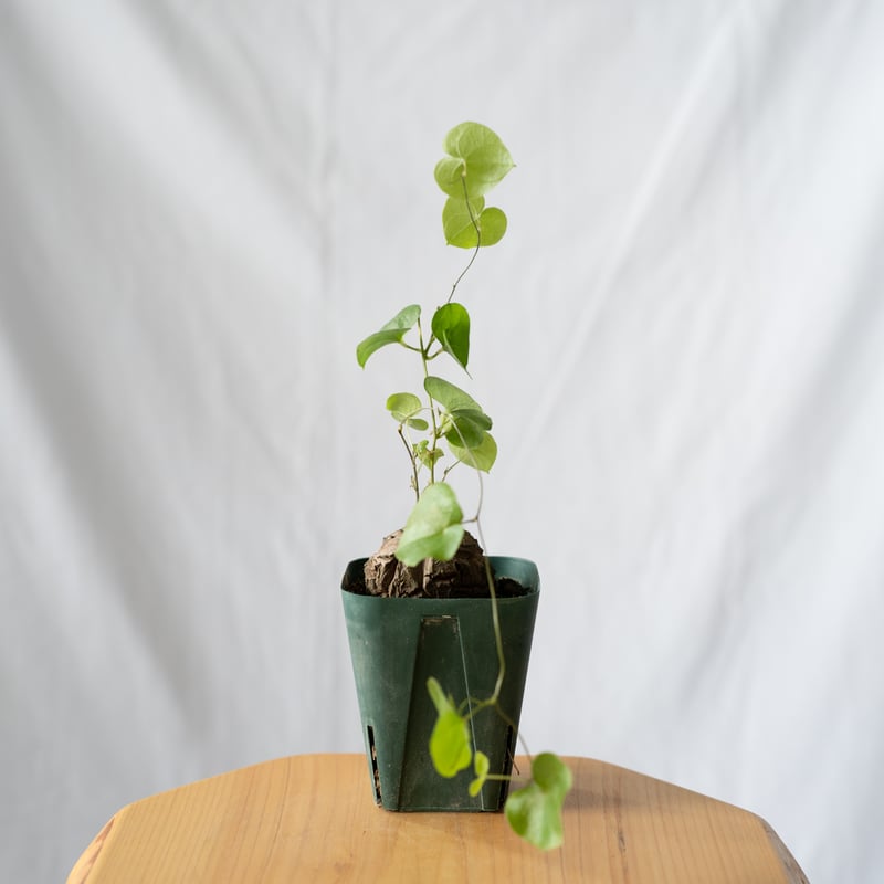 亀甲竜 ディオスコレア・エレファンティペス Dioscorea elephantipes