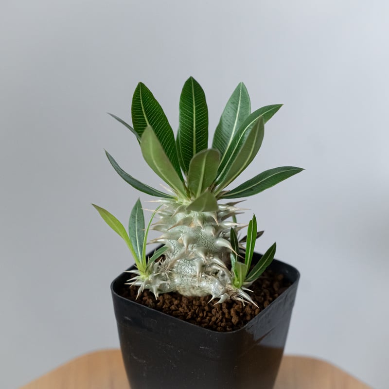 パキポディウム ホロンベンセ Pachypodium horombense 塊根植物