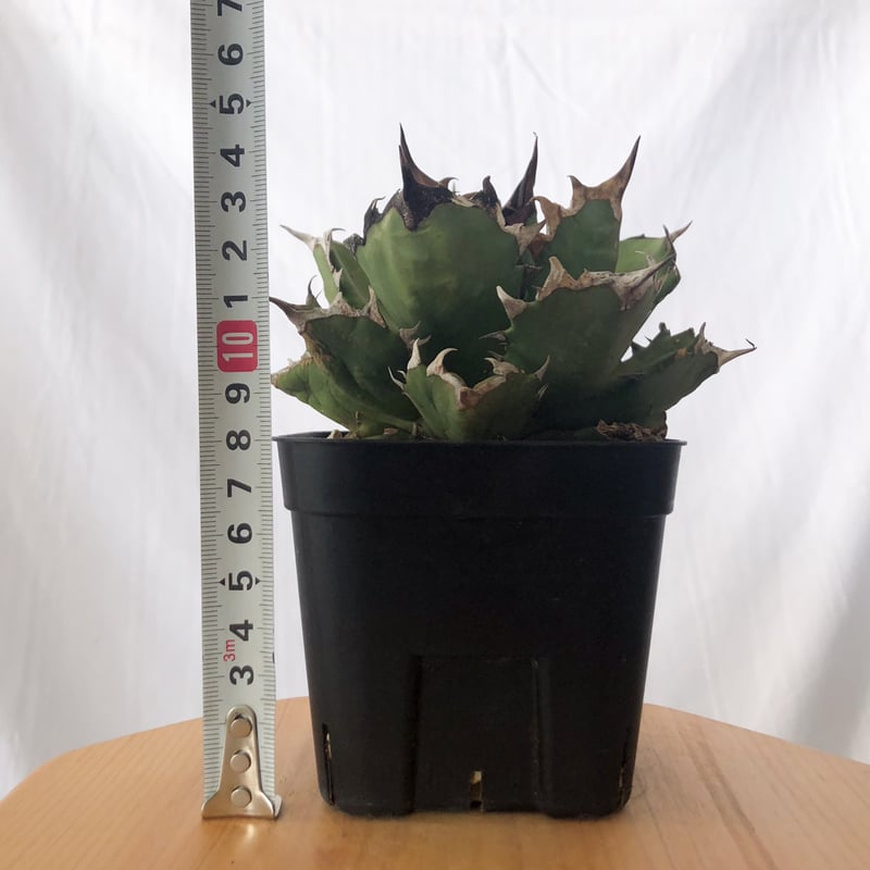 アガベ チタノタ 姫厳竜【発根管理中】OC株 美株 Agave titanota 多肉