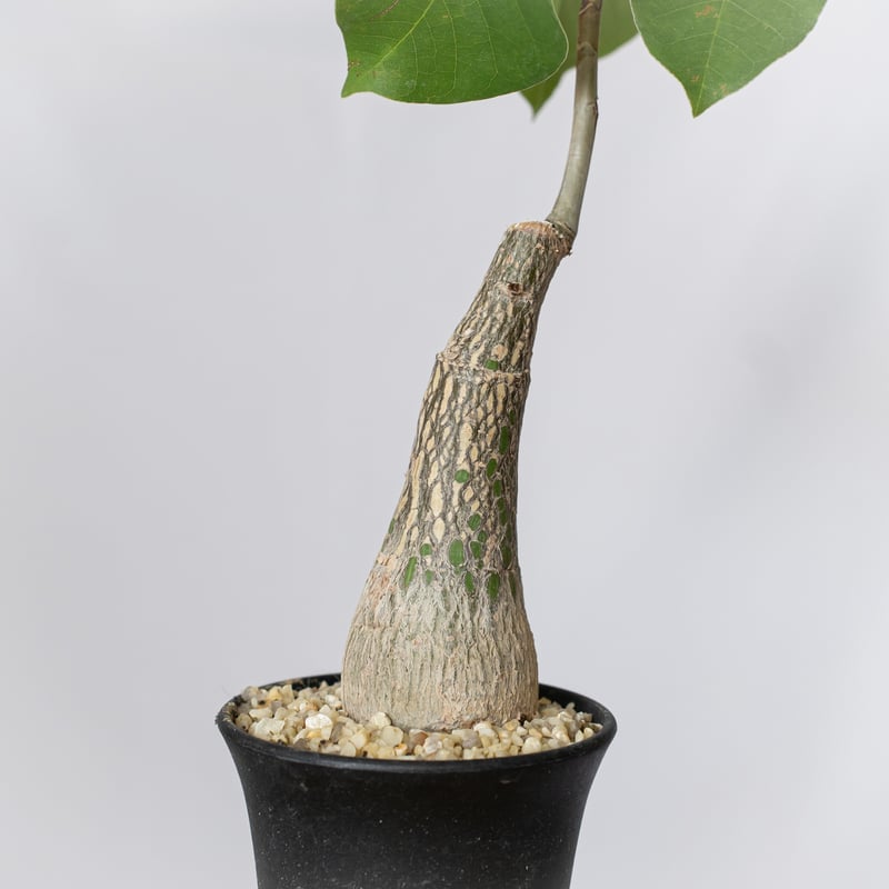 プセウドボンバックス エリプティクム pseudobombax ellipticum 塊根