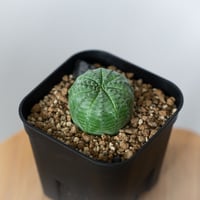 アガベ 氷山 白中斑【発根管理中】TC株 Agave victoriae-reginae Hy