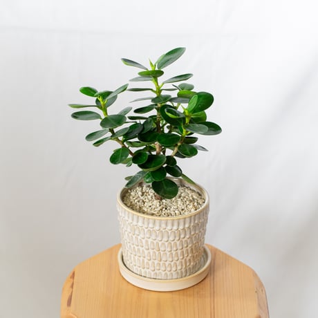 パンダガジュマル(現品販売) パンダガジュマル | STORES