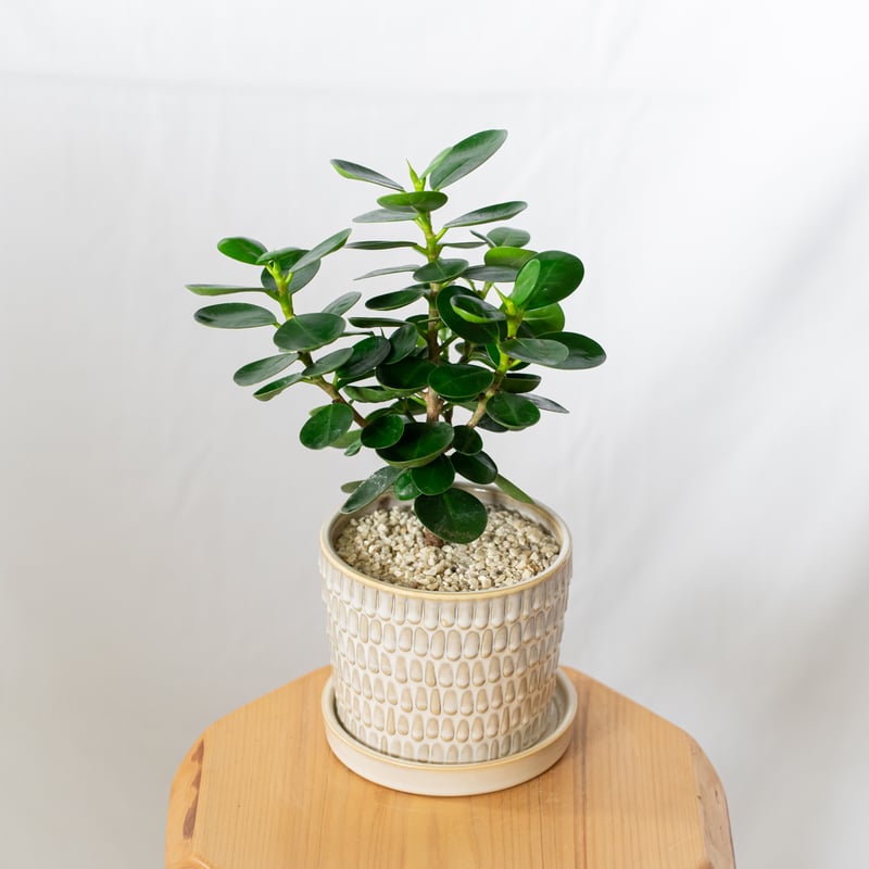 パンダガジュマル タイワンガジュマル 鉢セット Ficus microcarpa