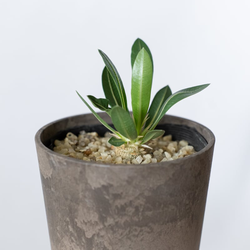 パキポディウム レウコキサンツム 実生 Pachypodium brevicaule leuc