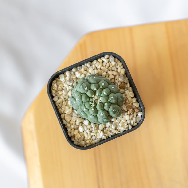 AsterShizuma様用 特集 特殊鋼体感フェア2023 | ミズタニシザーズ