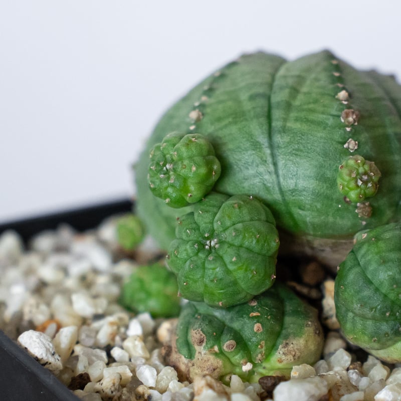 ユーフォルビア 仔吹きシンメトリカ Euphorbia symmetrica オベサ 多肉