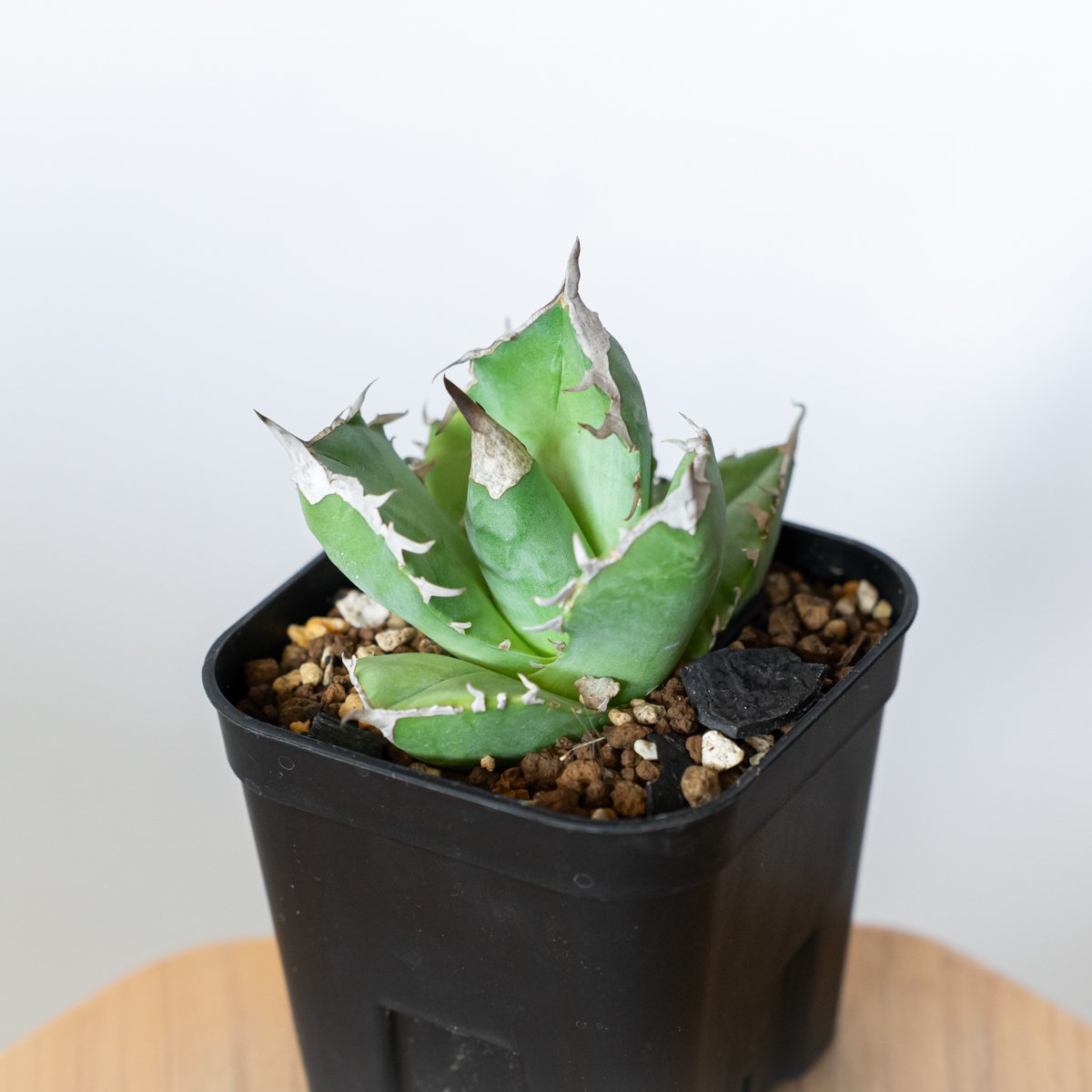 アガベ チタノタ 白犀牛 【発根管理中】シロサイ TC株 Agave titanota