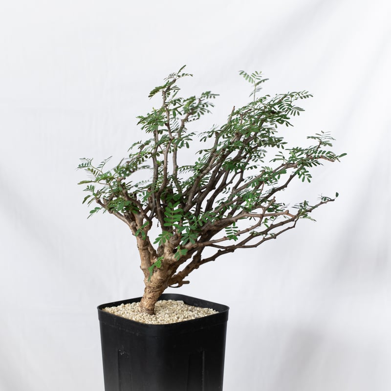 センナ メリディオナリス 特大株 Senna Meridionalis 灌木コーデックス