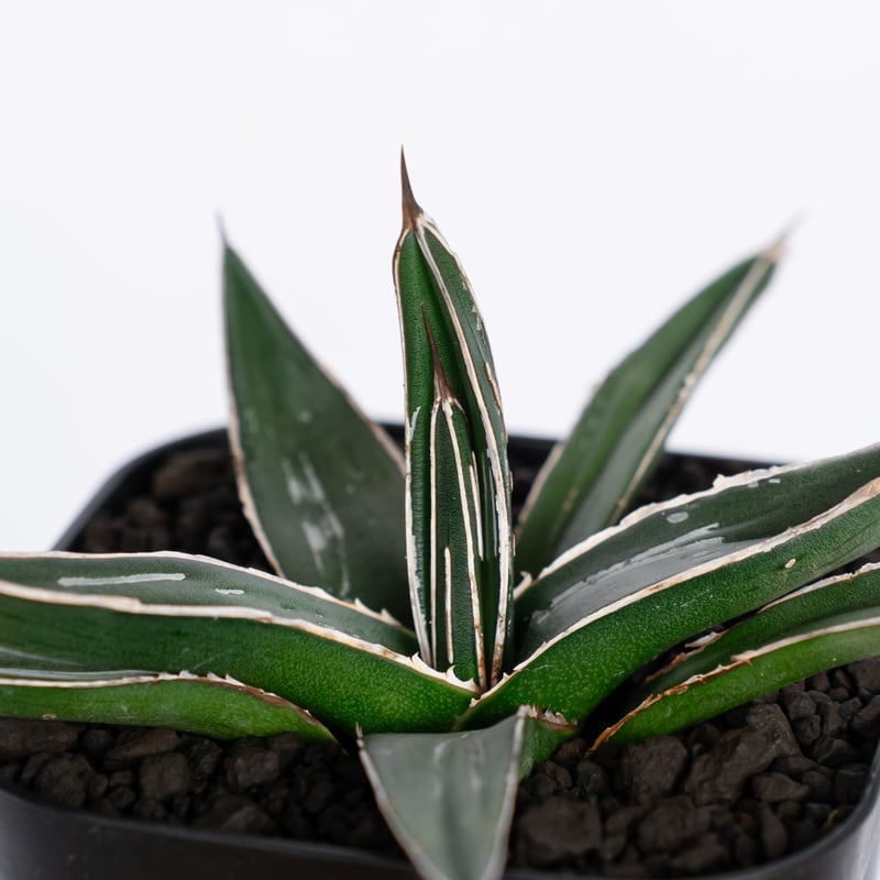 アガベ ニッケルシー 笹吹雪 OC株 Agave nickelsiae 多肉植物 珍奇植物