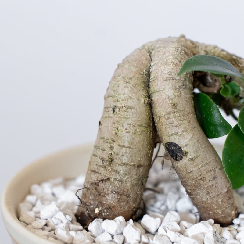 ガジュマル 鉢セット Ficus microcarpa キジムナー 多幸の木 塊根植物