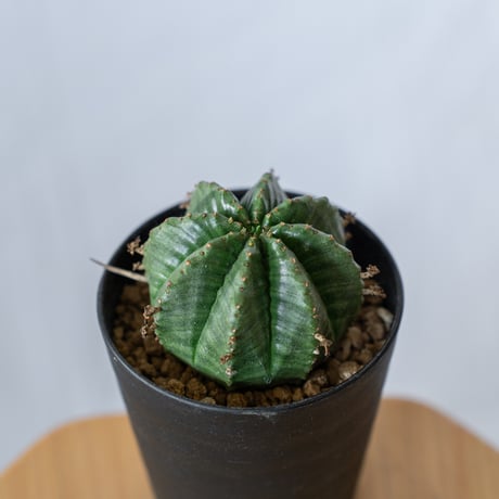 国内実生株】ユーフォルビア・バルサミフェラ 大株 ※鉢のまま発送