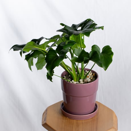 フィロデンドロン セローム 鉢セット Horsehead philodendron 観葉植物 多肉植物 インテリアグリーン 静岡 ANTIDOTE 通販 S1300