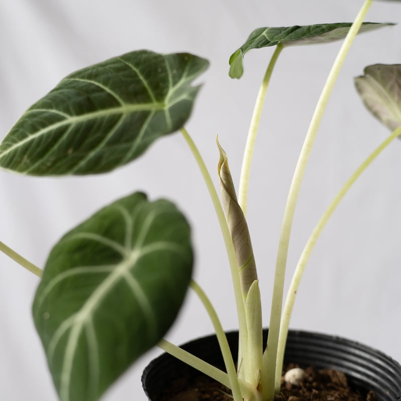 アロカシア ニンジャ Alocasia 観葉植物 静岡 ANTIDOTE 通販 S42 |