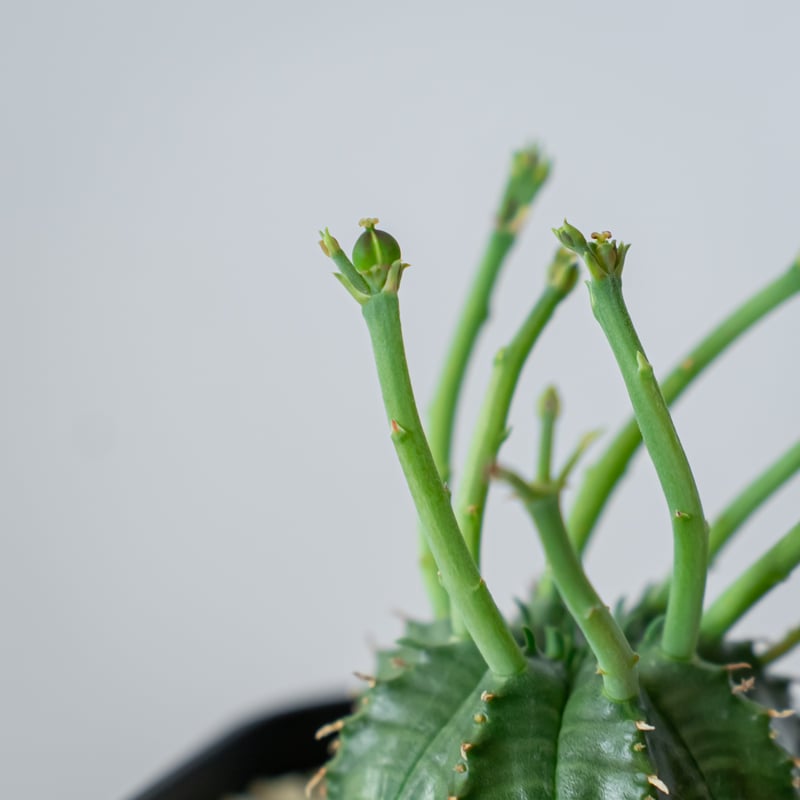 ユーフォルビア スーパーバリダ 実生 Euphorbia super valida