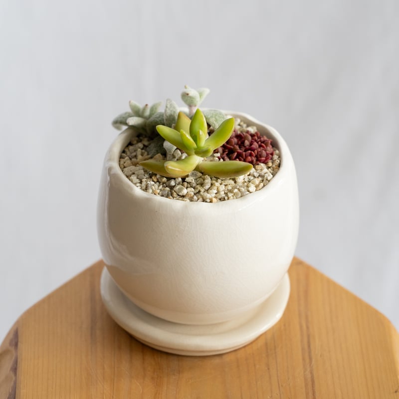 多肉植物 寄せ植え 鉢セット インテリア 多肉植物 観葉植物 珍奇植物