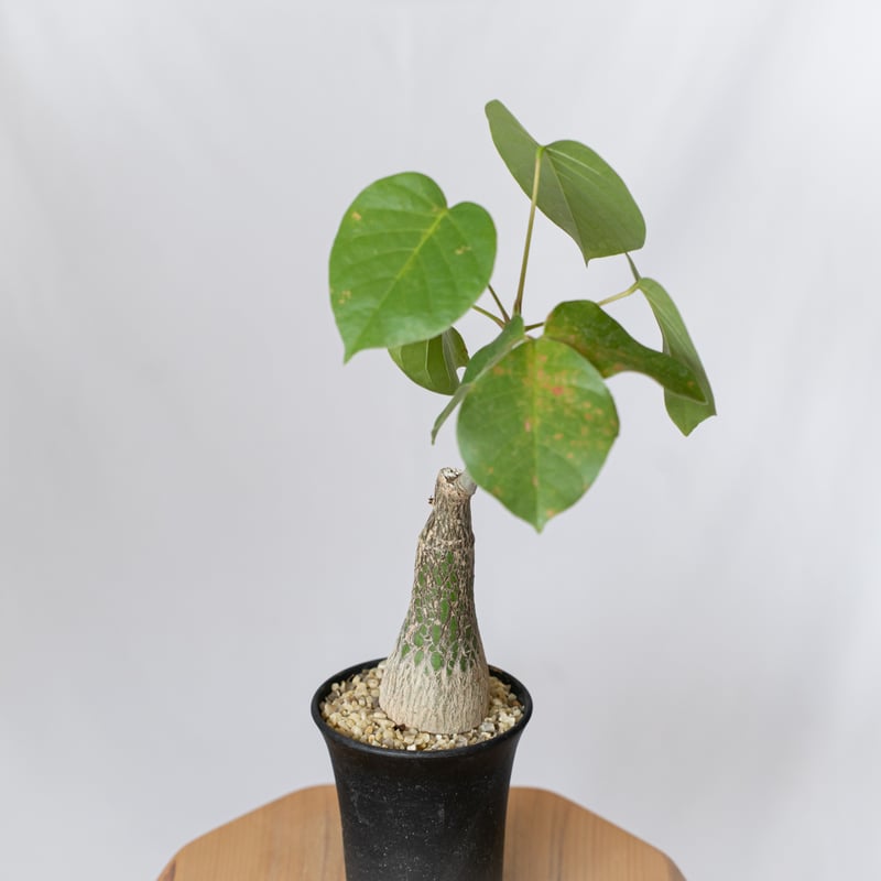 プセウドボンバックス エリプティクム pseudobombax ellipticum 塊根