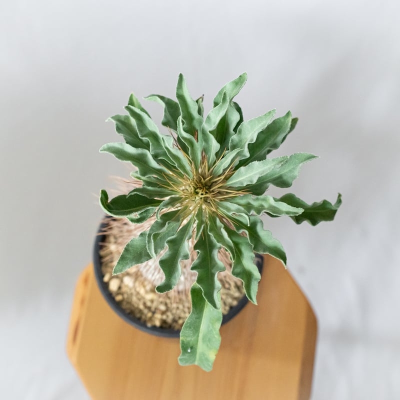 パキポディウム ナマクアナム 光堂 接木 大株 実生 Pachypodium