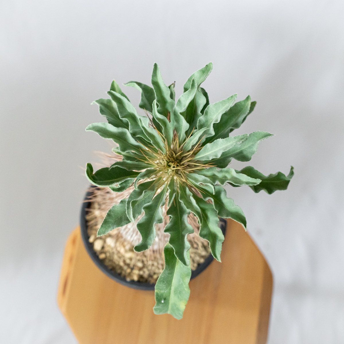 パキポディウム ナマクアナム 光堂 接木 大株 実生 Pachypodium
