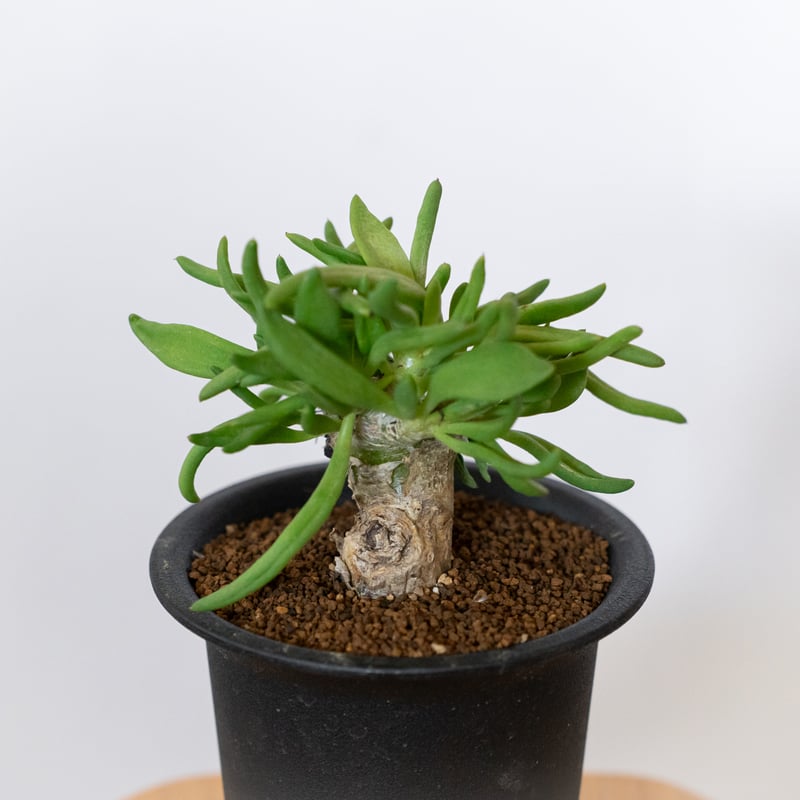 万物想 チレコドン レティキュラーツス 実生 Tylecodon reticulatus
