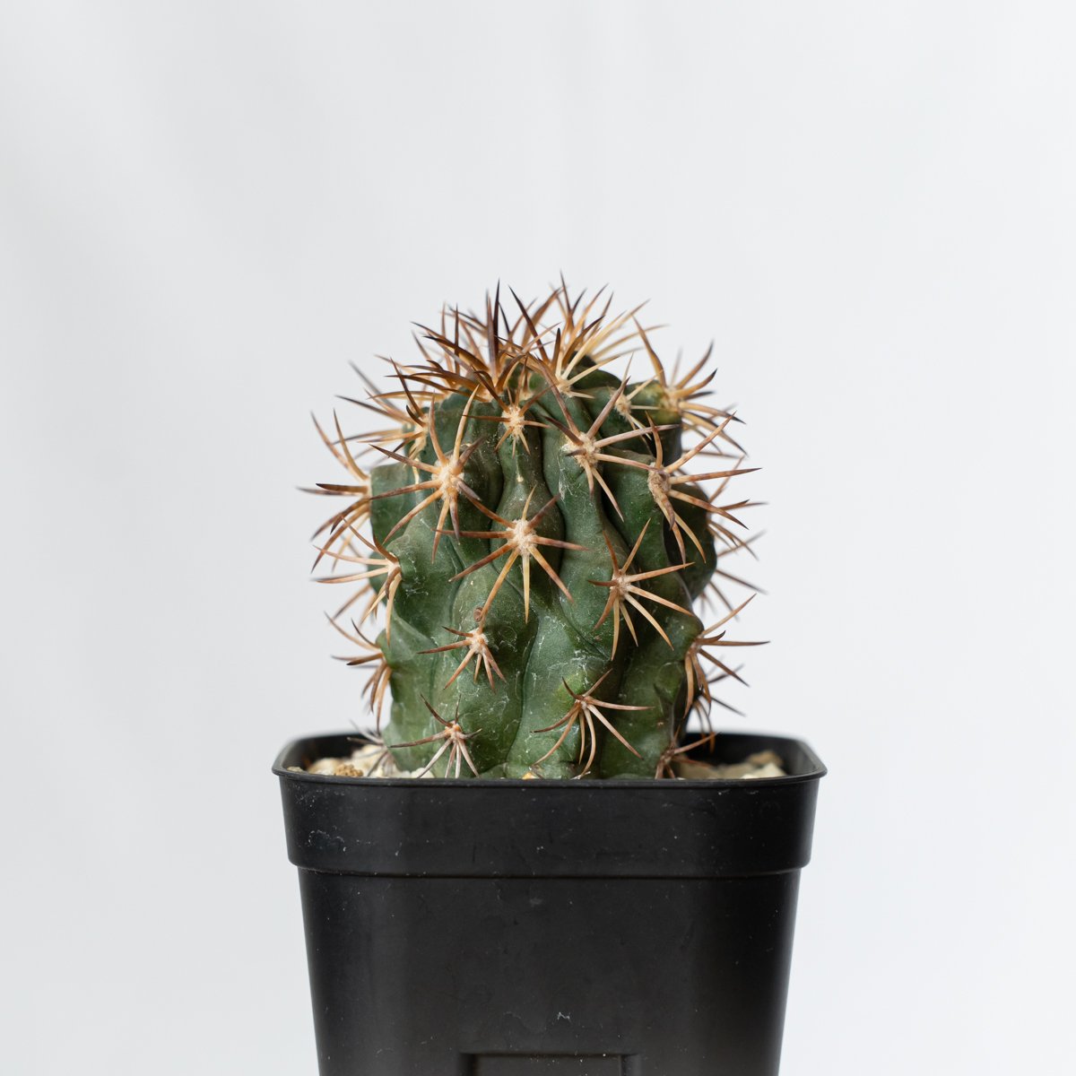 Copiapoa 群生 実生 dura　コピアポア　デュラ　銅鑼丸　サボテン Copiapoa dura MARU plants | サボテン 銅鑼丸 デュラ コピアポア サボテン