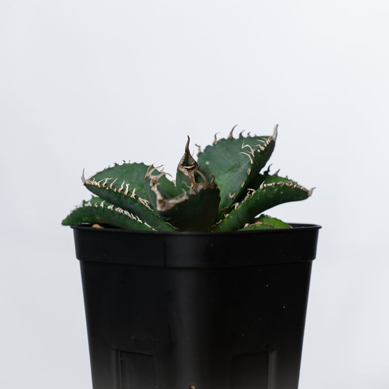 アガベ チタノタ 悪魔くん TC株 Agave titanota Bakemono 多肉植物