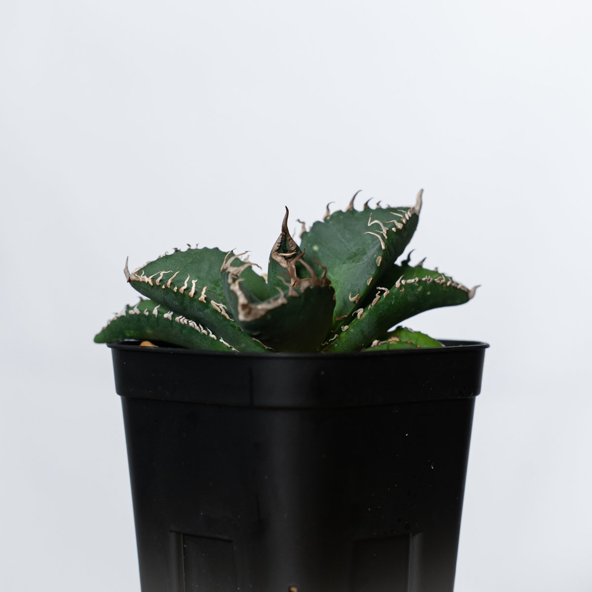 アガベ チタノタ 悪魔くん TC株 Agave titanota Bakemono 多肉植物