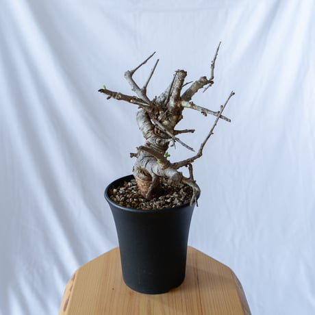ボスウェリア ネグレクタ Boswellia neglecta 多肉植物 珍奇植物 静岡 ANTIDOTE 通販 S95