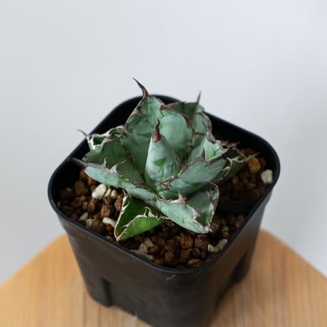 アガベ チタノタ ブラックアンドブルー BB  OC株【発根管理中】Agave titanota Black & Blue 多肉植物 珍奇植物 静岡 ANTIDOTE 通販 S1443