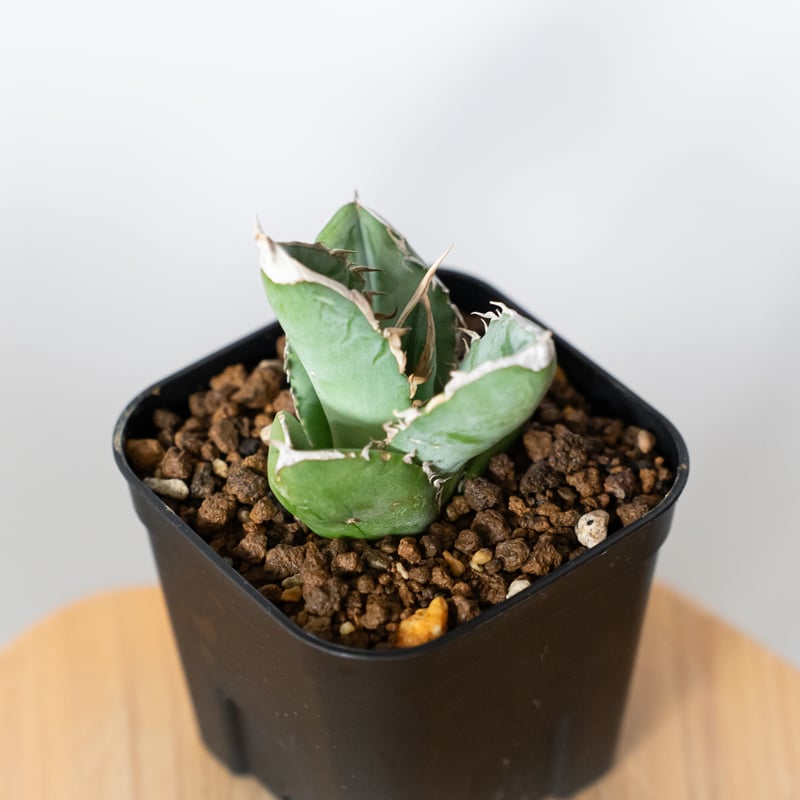 アガベ チタノタ 大白鯊 ホオジロザメ 【発根管理中】TC株 Agave