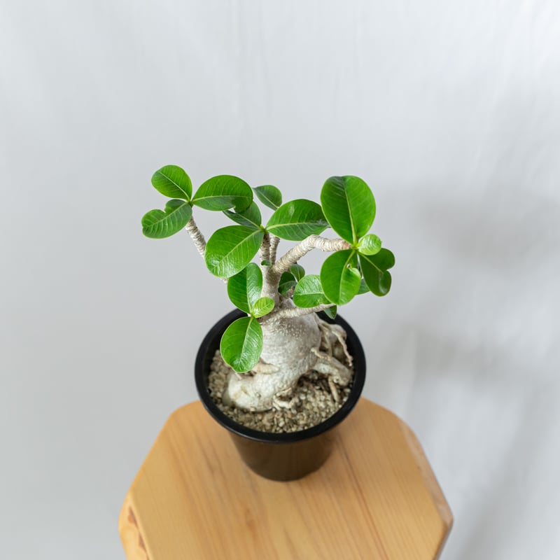 アデニウム アラビカム バオバブフォーム 実生 Adenium Arabicum baobab