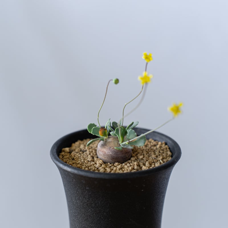 オトンナ カカリオイデス Othonna cacalioides 塊根植物 コーデックス