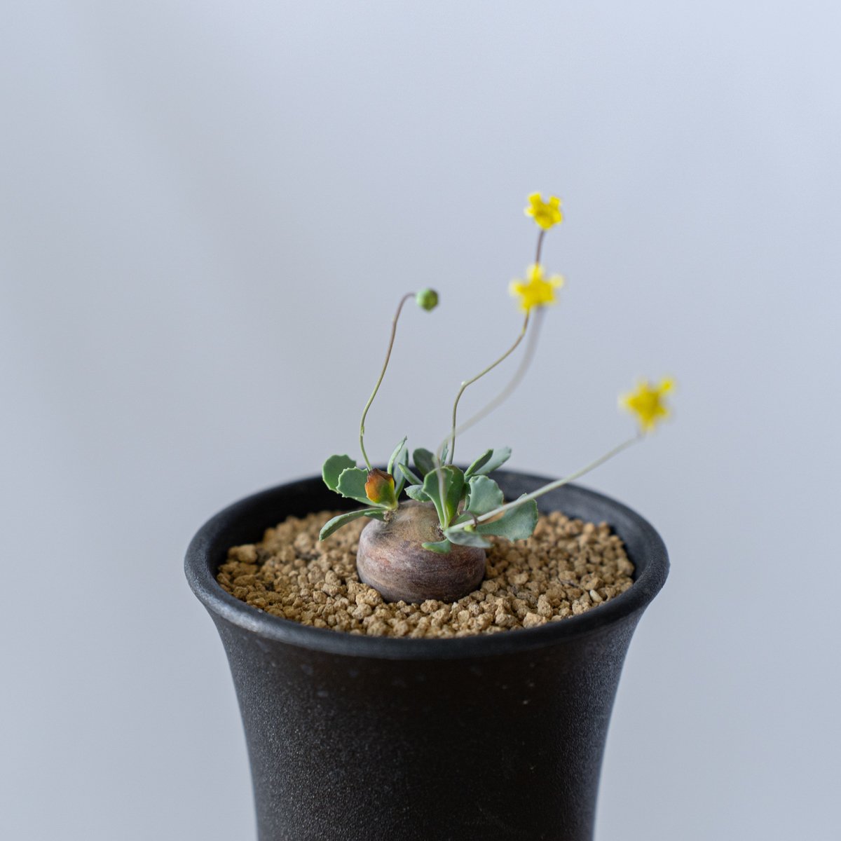 オトンナ カカリオイデス Othonna cacalioides 塊根植物 コーデックス