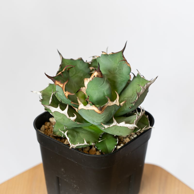 アガベ コレクション シーザー 悪魔 姫厳竜 SAD アガベ チタノタ 姫厳竜 OC株 Agave titanota 多肉植物 珍奇植物 静岡