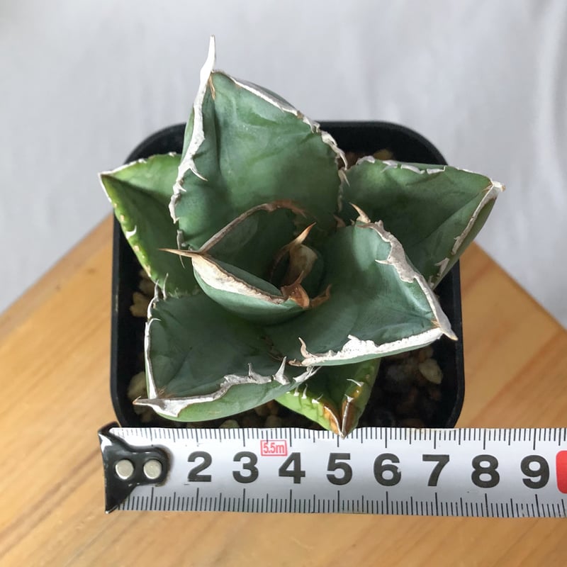 アガベ チタノタ 大白鯊 ホオジロザメ【発根管理中】TC株 Agave
