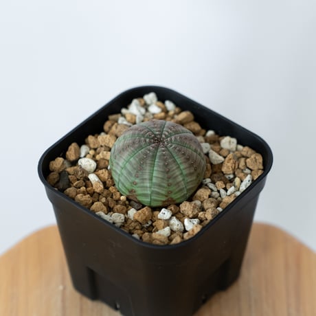 ユーフォルビア オベサ 実生 Euphorbia obesa 多肉植物 珍奇植物 静岡 ANTIDOTE 通販 S1461