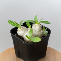 パキポディウム ブレビカウレ 恵比寿笑い 実生 Pachypodium brevicaule 塊根植物 コーデックス 多肉植物 珍奇植物 静岡 ANTIDOTE 通販 S1348