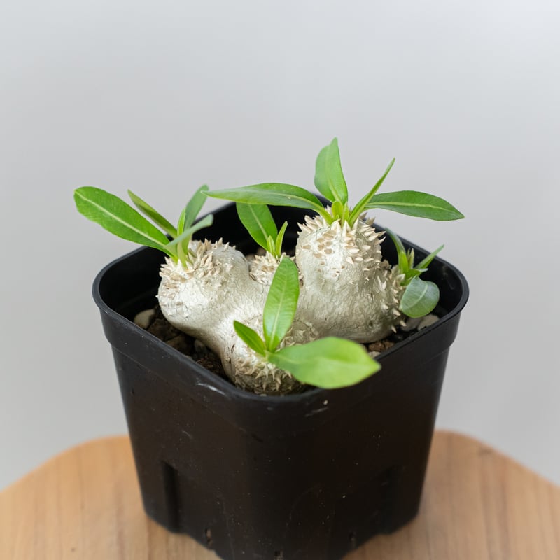 【希少】パキポディウム恵比寿笑い｜Pachypodium brevicaule パキポディウム 恵比寿笑い Pachypodium brevicaule | mana's