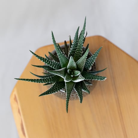 ハオルチア 十二の巻 鉢セット Haworthia fasciata 多肉植物 珍奇植物 静岡 ANTIDOTE 通販 S1385