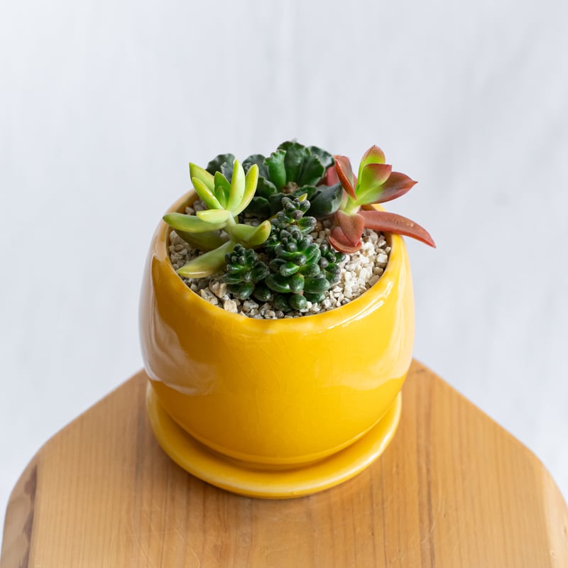 多肉植物 寄せ植え 鉢セット インテリア 多肉植物 観葉植物 珍奇植物