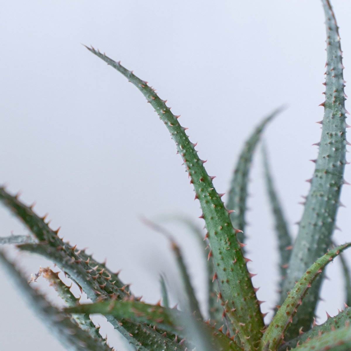 アロエ カスティロニアエ × パルブラ Aloe hybrid A.castilloniae