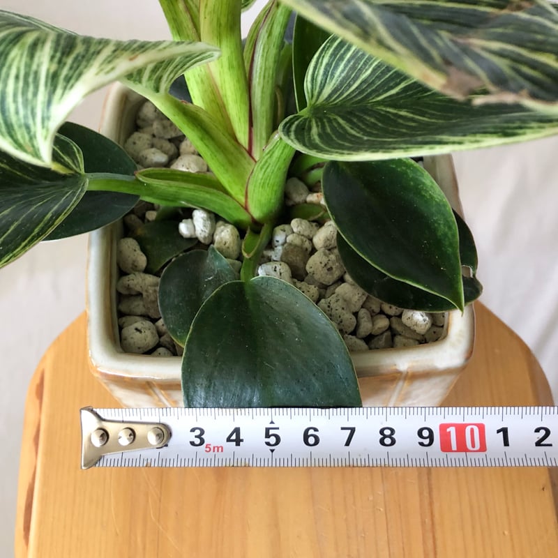 フィロデンドロン バーキン 鉢セット Philodendron Birkin 観葉植物