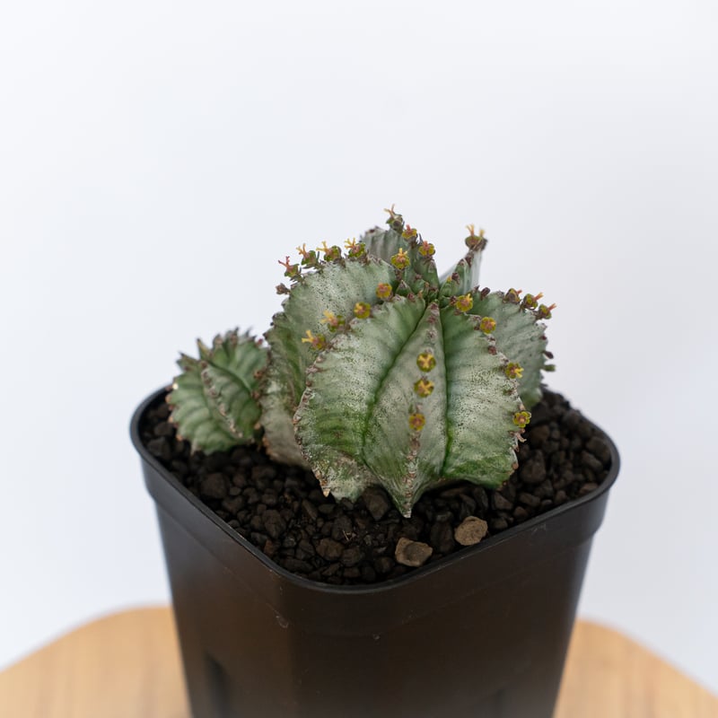 ユーフォルビア ホリダ 仔株付き Euphorbia horrida 多肉植物 珍奇植物