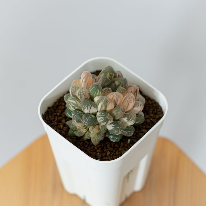 アメチス錦　確認お願い致します！。多肉植物 ハオルチア オブツーサ錦 舞姫錦 Haworthia obutusa 'Maihime