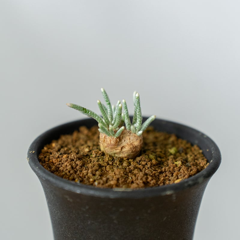 アボニア クイナリア Avonia quinaria 塊根植物 コーデックス 冬型