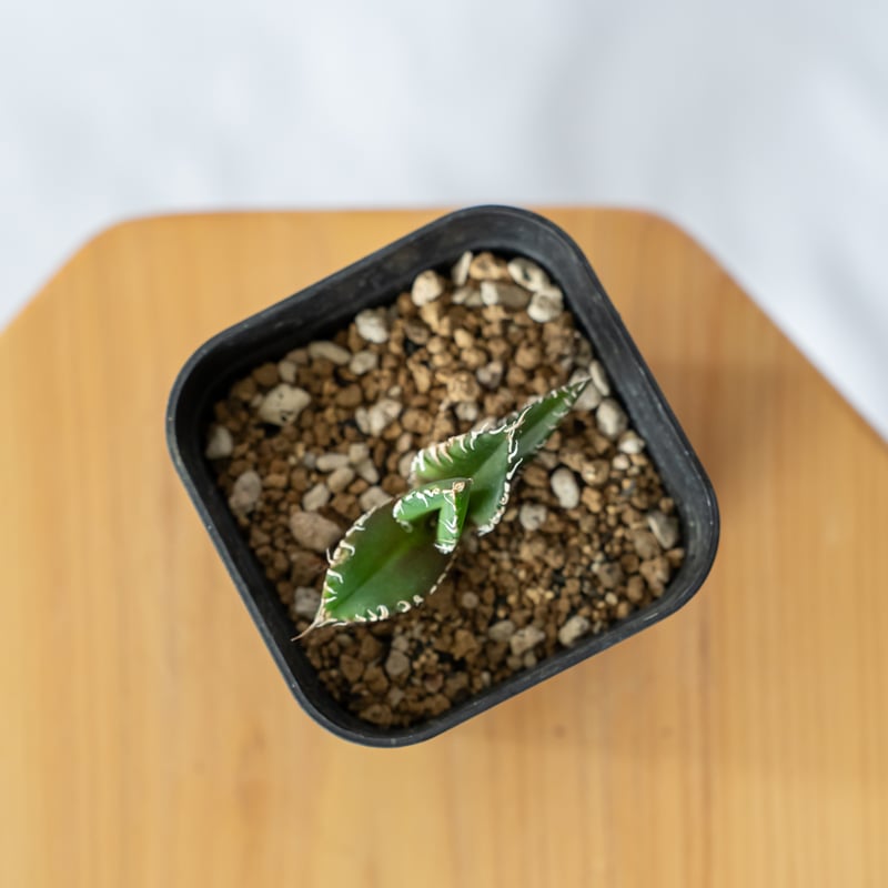 アガベ チタノタ 白豪刺【発根管理中】 Agave titanota TC株 アガベ チタノタ 白豪刺【発根管理中】 Agave titanota TC株