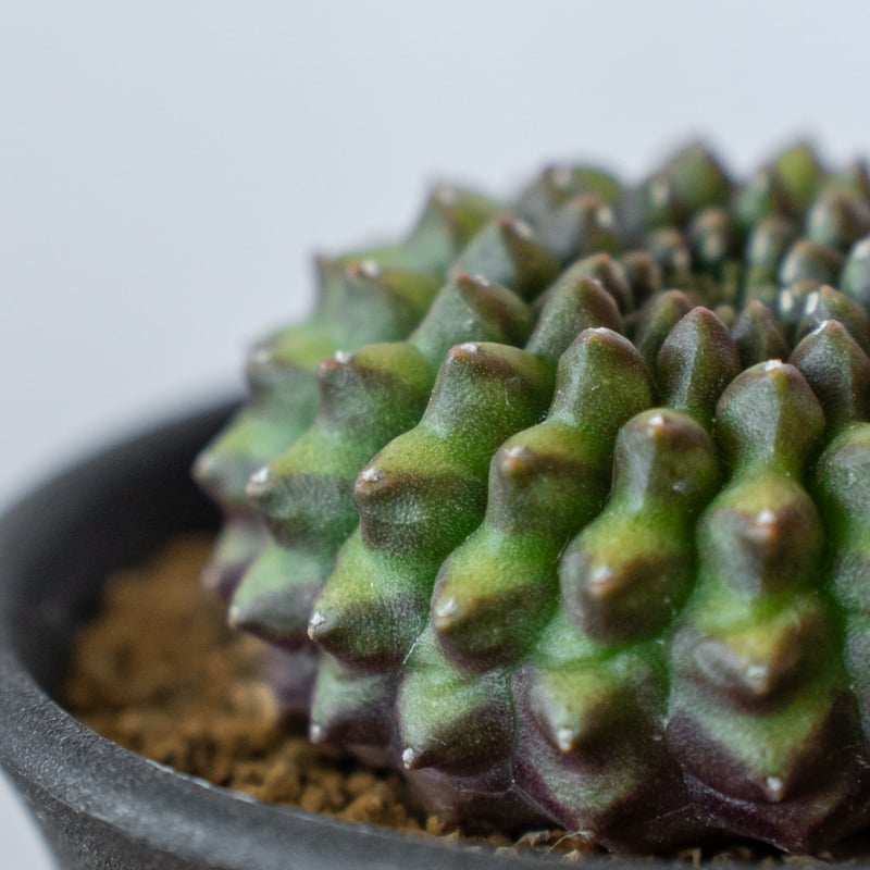 ギムノカリキウム 牡丹玉 石化 Gymnocalycium mihanovichii サボテン