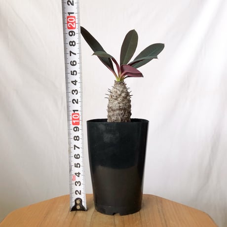 ユーフォルビア パキポディオイデス 実生 Euphorbia pachypodioides 多肉植物 珍奇植物 静岡 ANTIDOTE 通販 S1509